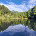 Bosques del futuro| Bosques vivos para garantizar el agua del mañana